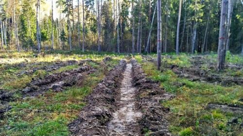 Осенью в Татарстане планируется заготовить не менее 10 тонн семян лесообразующих пород