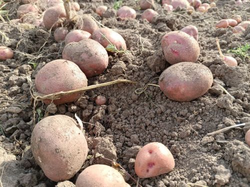 В Елабужском районе обнаружена золотистая картофельная нематода