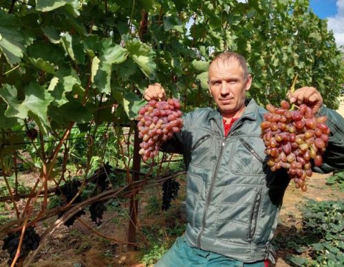 От «Изабеллы» до редких гибридов: семья из Елабуги выращивает 15 сортов винограда