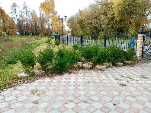 В Елабуге высадили более тысячи деревьев и кустарников