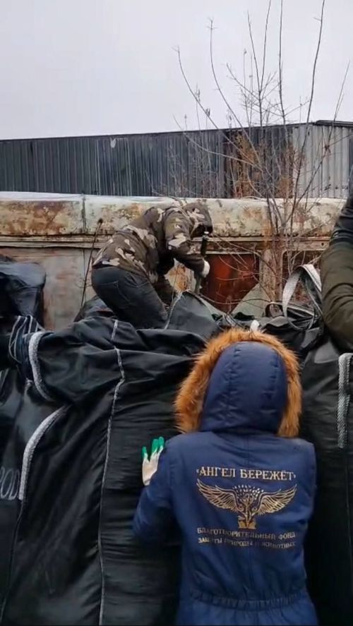 В четвертом микрорайоне Елабуги провели отлов опасных собак с участием зоозащитников