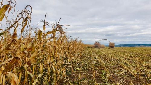 В Елабужском районе собирают рекордный урожай кукурузы
