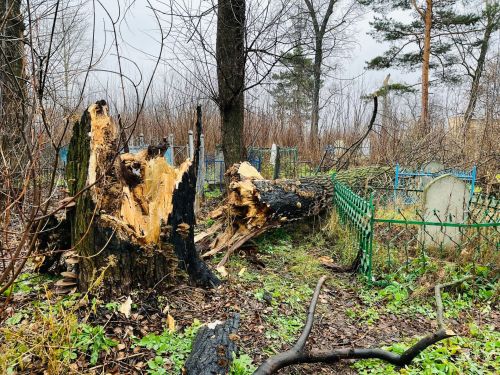 Надмогильный памятник татарскому князю чудом не пострадал от упавшего дерева в Елабуге