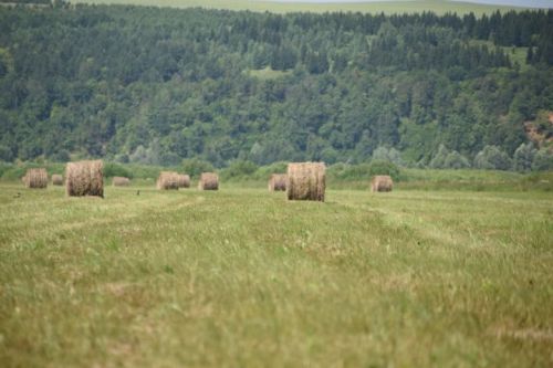 В Елабужском районе выдался урожайный год