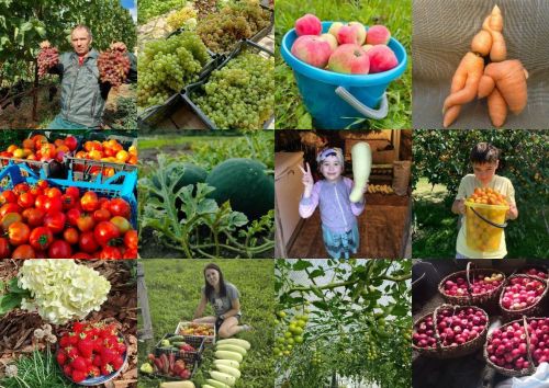 Голосуйте за участников фотоконкурса «Летний урожай в одном кадре»