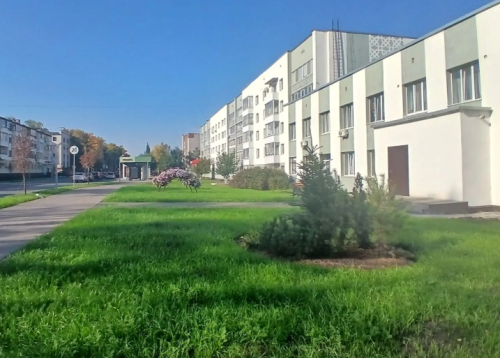 На улицах Елабуги высаживают липы, ели, каштаны и другие деревья