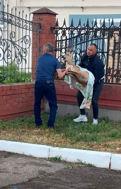 Волонтеры рассказали, как в Елабуге спасали испуганную косулю