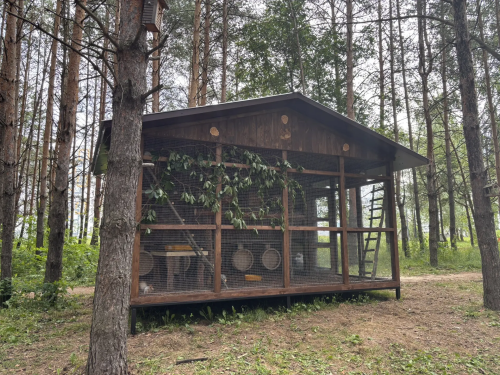В Георгиевском парке Елабуги поселились белки