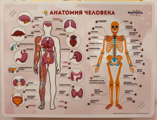 В Музее уездной медицины Елабуги появился инклюзивный стенд по анатомии