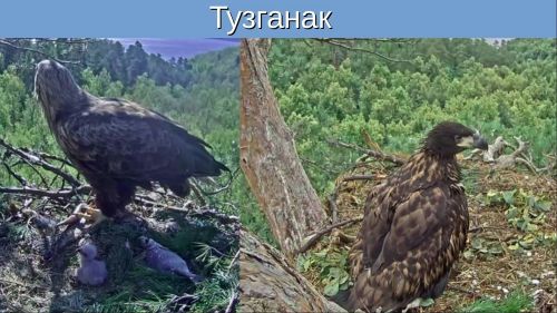 Птенца орлана-белохвоста из нацпарка «Нижняя Кама» назвали Тузганак