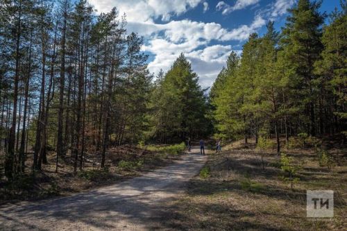Татарстан урманнарында ял итү өчен 225 урын төзекләндерелгән