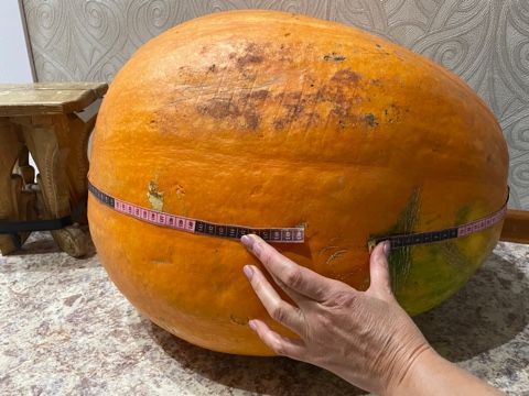 Вот такой урожай!
