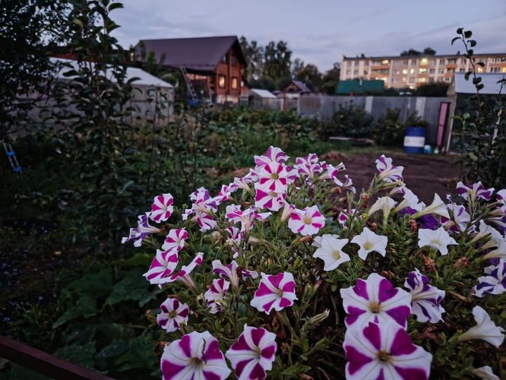 Осенняя симфония в моём саду