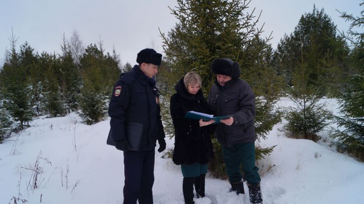 В елабужском лесу незаконно спилили новогоднее дерево