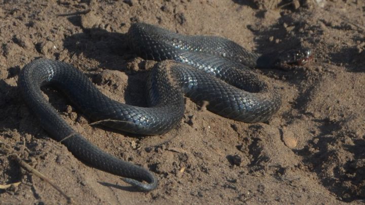 В Елабуге с начала сезона зафиксирован один случай укуса змеи