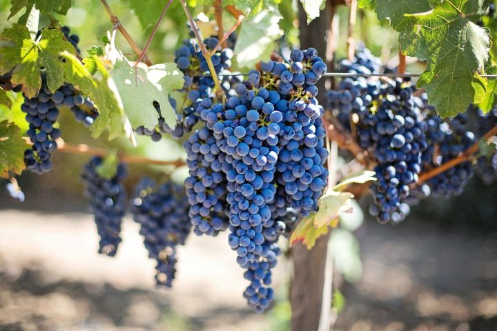 Открыт сорт винограда, который поможет бороться с раком