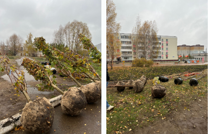 В Георгиевском парке высадят 32 новых дерева