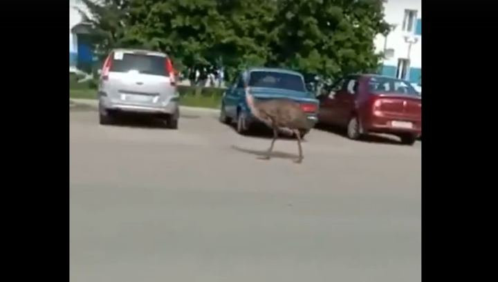 В Буинске сняли на видео гуляющего по городу эму