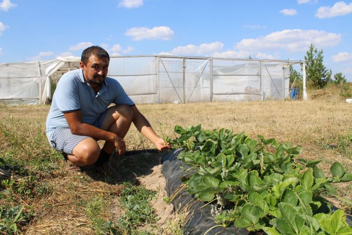Елабужанин планирует открыть в районе ягодную ферму