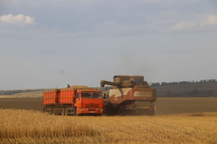 В Елабужском районе уборочные работы зерновых культур подходят к финишной прямой