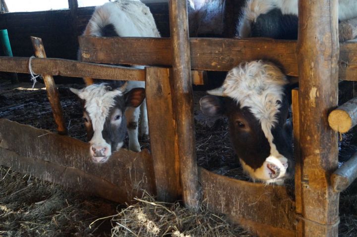 В феврале Елабужский район занимает шестое место в республике по продуктивности дойного стада