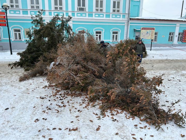 В ЕГМЗ объяснили, почему вырубают ели около дирекции музея-заповедника