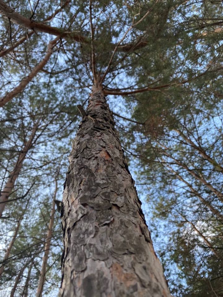 В Татарстане в рамках национального проекта «Экология» готовятся к проведению работ по посадке леса