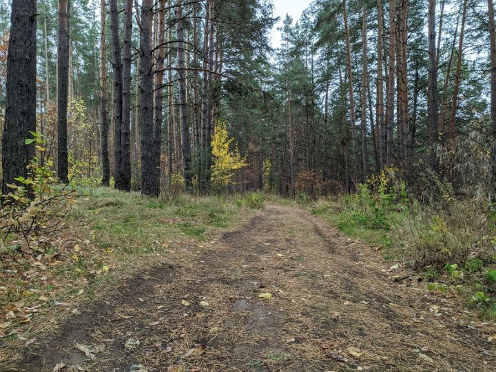 В Танаевский лес Елабуги перекроют заезд из-за пожарной безопасности