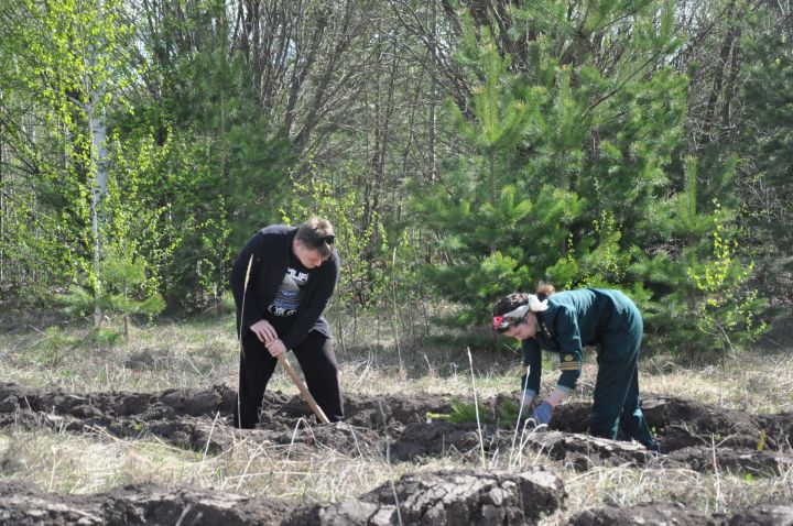 В Елабуге в рамках акции «Сад Памяти» посадили  4000 маленьких елей