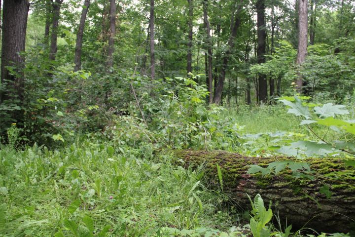 Приметы на 4 июля 2024 года: что категорически запрещается делать в этот день