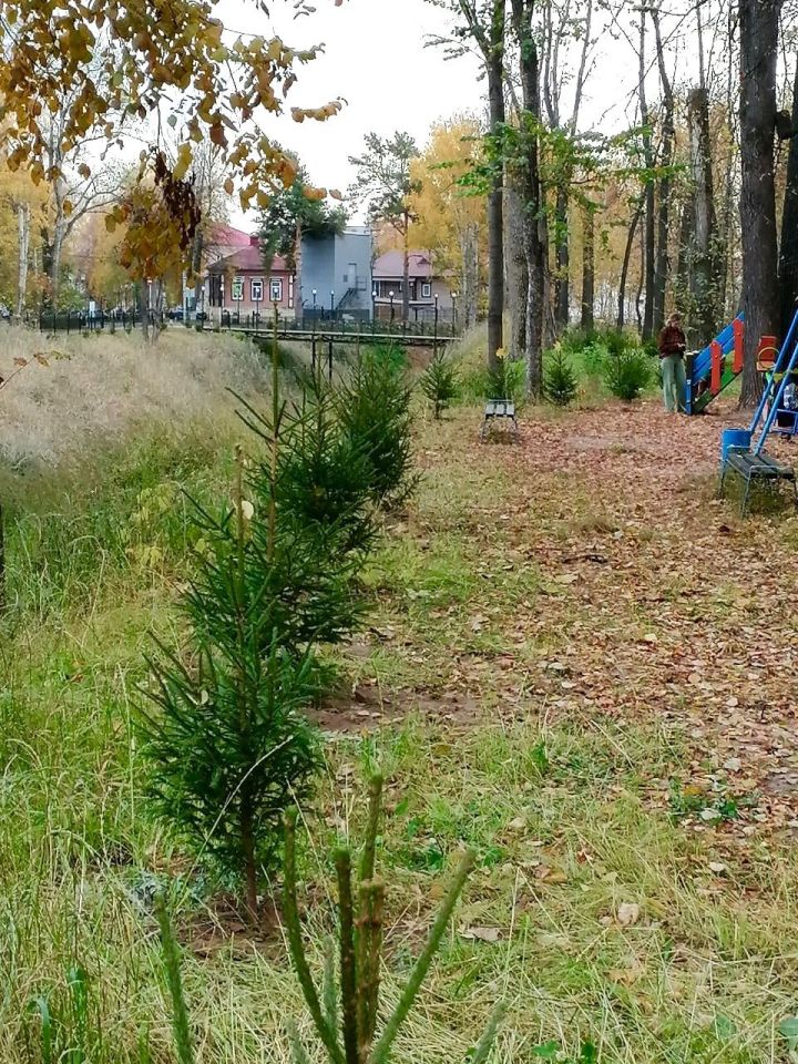 В Елабуге высадили более тысячи деревьев и кустарников