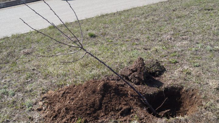 В Татарстане стартует подготовка к международной акции «Сад памяти»