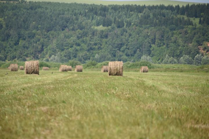 В Елабужском районе выдался урожайный год