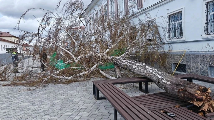 Береза едва не разбила бюсты героев: на Мемориале Памяти в Елабуге упало дерево