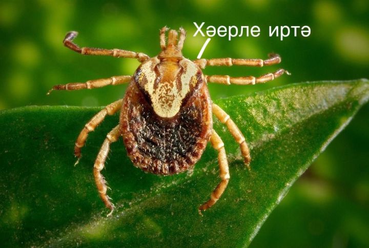 В Елабужском районе зарегистрирован первый в сезоне укус клеща